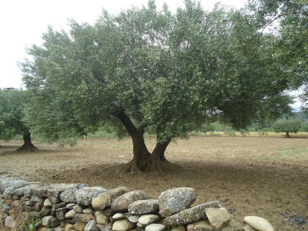 Casa Felisa Pirineo Aragones Santa Eulalia de Gallego